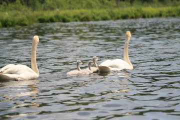 Whooper swan (Cygnus cygnus), also known as the common swan captured in the North of Belarus