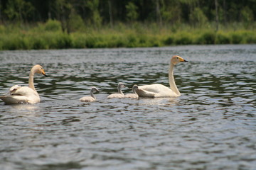 Whooper swan (Cygnus cygnus), also known as the common swan captured in the North of Belarus