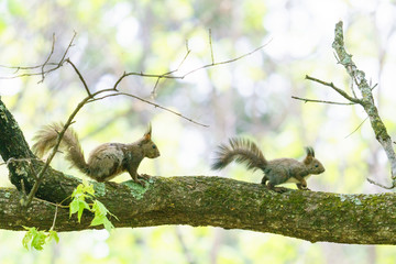 母リスと子リス
