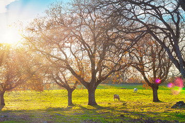 Beautiful autumn forest landscape with cows grazing and bright sun shining through the trees