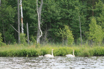 Whooper swan (Cygnus cygnus), also known as the common swan captured in the North of Belarus