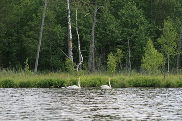 Whooper swan (Cygnus cygnus), also known as the common swan captured in the North of Belarus