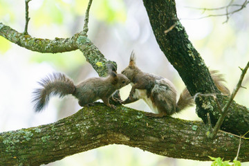 母リスと子リス