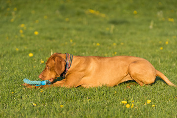 The Hungarian pointer is wonderfully retrieving retrieves during the afternoon sunny training.