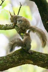 母リスと子リス