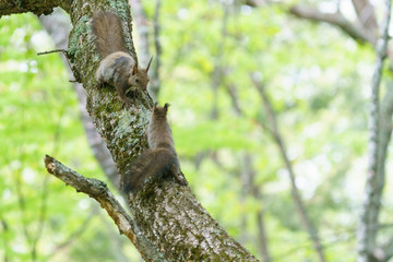 母リスと子リス