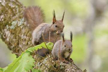 母リスと子リス