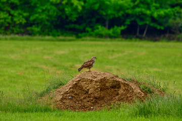 young mice buzzard sits on an earth hill on a forest clearing