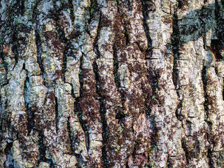 Tree Bark with Moss and Lichen