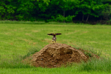 young mice buzzard warms up for its first flight