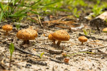 Spring mushrooms in the forest.