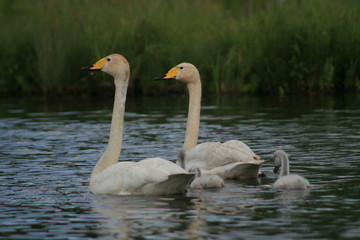 Whooper swan (Cygnus cygnus), also known as the common swan captured in the North of Belarus