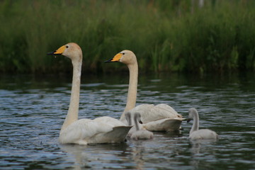 Obraz premium Whooper swan (Cygnus cygnus), also known as the common swan captured in the North of Belarus