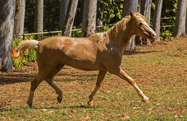 horses loose in pastures