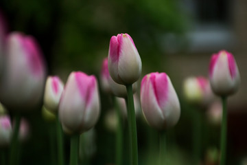 Obraz premium tulip, flower, pink, spring, nature, garden, tulips, flowers, green, beautiful, blossom, beauty, purple, field, flora, floral, red, bloom, plant, park, petal, color, fresh, day, bright