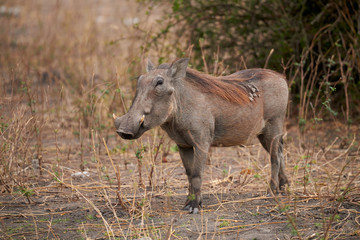 Naklejka na ściany i meble Common warthog (Phacochoerus africanus).