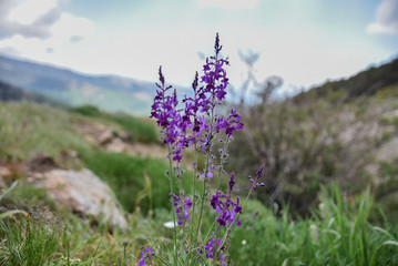 primavera