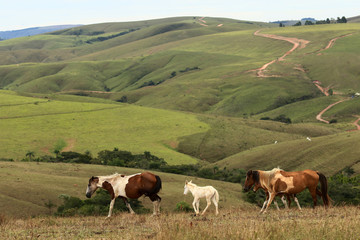 Fototapeta na wymiar horses loose in pastures