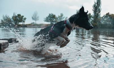 salto border collie