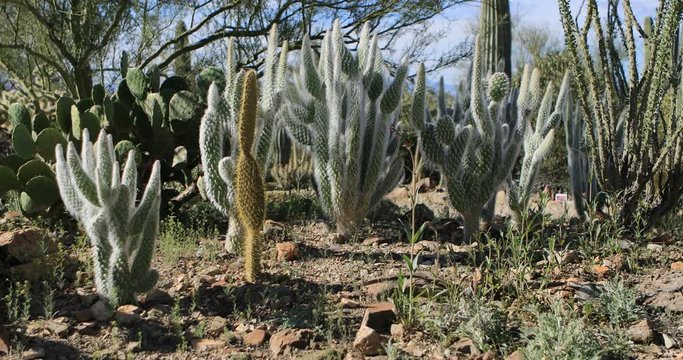 Wooly Prickly Pear, Opuntia cochenillifera, from the Sonoran Desert 4K