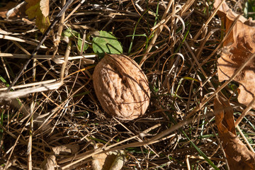 walnut on the ground
