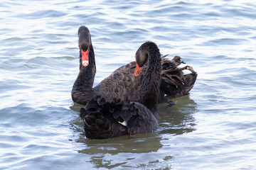 Two black swans on the river