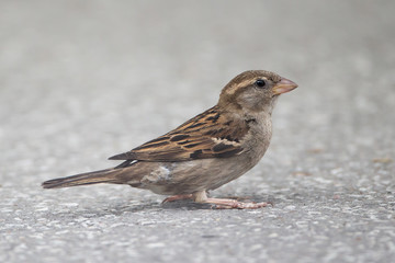 Close up portrait of house sparrow female