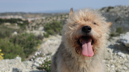 Primer plano perro feliz en la montaña con la lengua fuera.