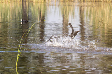 Dordrecht Biesbos Water birds