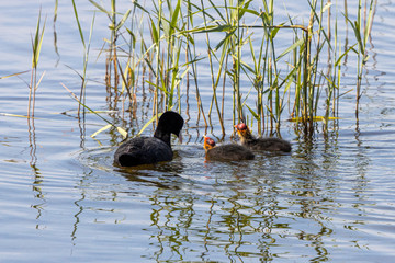 Dordrecht Biesbos Water birds