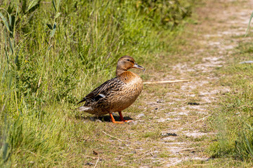 Fototapeta premium Dordrecht Biesbos Water birds