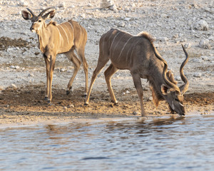 kudu male drinking from the river while female stands watching