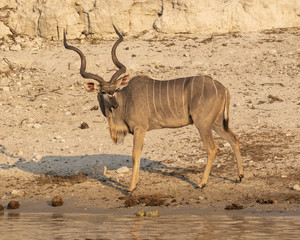 Kudu male standing on the river bank