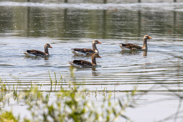 Dordrecht Biesbos Water birds