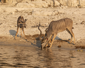 Kudu drinking from the river