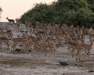 large herd of impala on the bank of the river