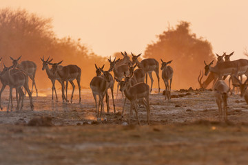 Obraz na płótnie Canvas Impala in the sunset in Botswana