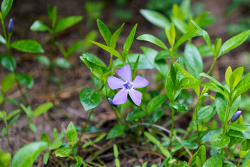 periwinkle blue flower green leaves gardening spring time
