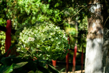 beautiful green color hydrangea flower