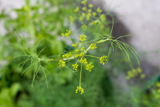 Dill flowea