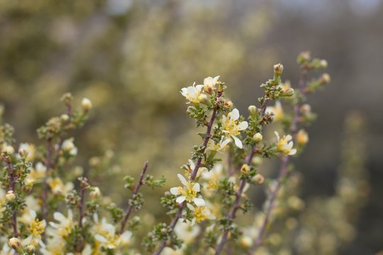 Pale yellow flowers arising out of Bitterbrush, Purshia Tridentata, Rosaceae, native shrub in Pioneertown Mountains Preserve, Southern Mojave Desert, Springtime.