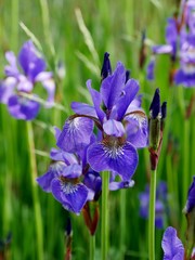Lila Irisblüte als Nahaufnahme