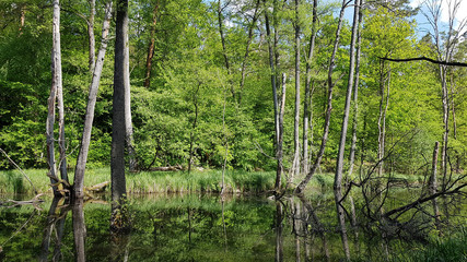 Obraz premium Alder grove and reflections of trees at the Briese in Brandenburg state