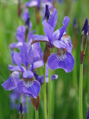 Lila Blüten im Garten