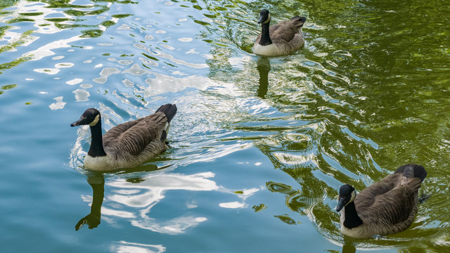 Three Canadian Gooses swim in the pond in the park. Clear water surface with trees shadows. May, Spring