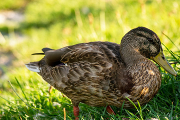 Stockenten Weibchen im Gras