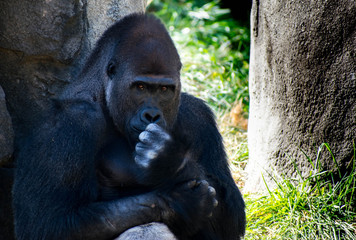 gorilla © abhishek