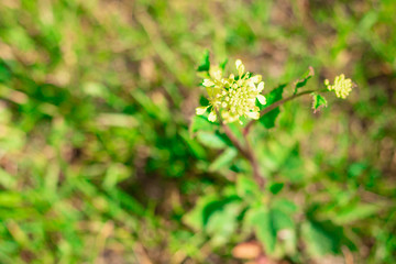 medicinal yellow plant in the field, medicinal plants, medicinal plant flowers.