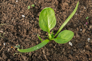 Single young spinach seedling isolated