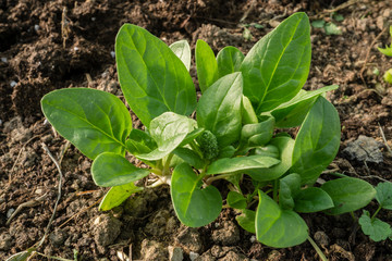 Group of young spinach seedlings